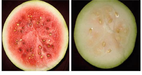Internal View Comparison Between Ripe Left And Unripe Right