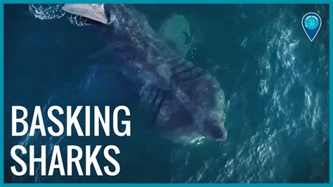 Basking Sharks Youtube