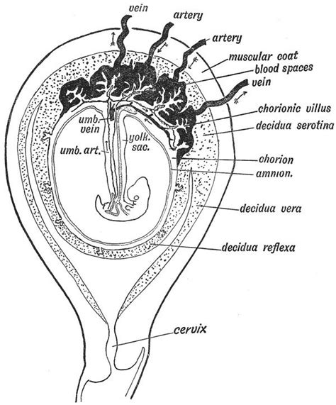 Human Embryology And Morphology 2 Embryology Human Placenta