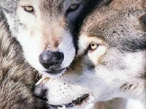 Скачать Обои Волки Влюбленные