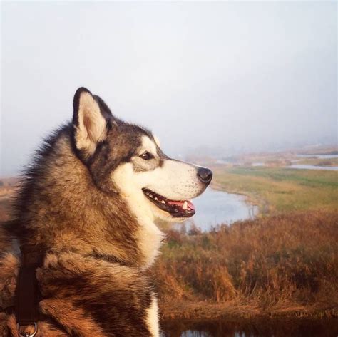 Instagram Yukonhusky Smiling Dogs Dogs Your Dog