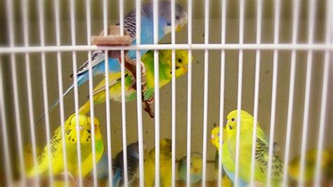 Budgie Parakeet Sounds Singing Flock In Pet Store Parakeet Sounds