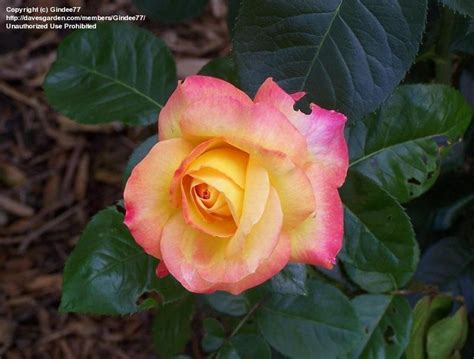 Plantfiles Pictures Hybrid Tea Rose Love And Peace Rosa By Gindee77