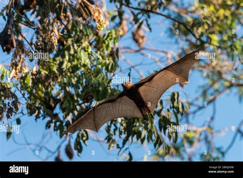 Little Red Flying Fox Pteropus Scapulatus Flying Atherton Tablelands