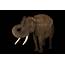 African Elephant Facts And Photos
