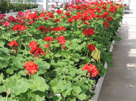 Robson's Greenhouse - What's in Season - Annual Flowers