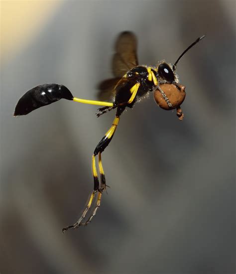 Wasp In Flight Cool Insects Insects Beautiful Bugs