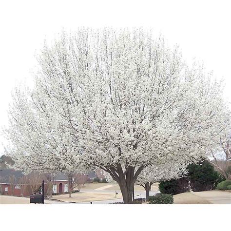 Pyrus Calleryana Cleveland Select Cleveland Select Flowering Pear