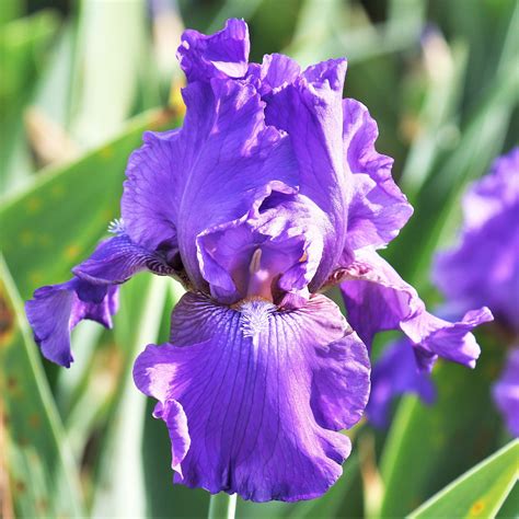 Purple Reblooming Bearded Iris His Royal Highness Rhizomes For Sale