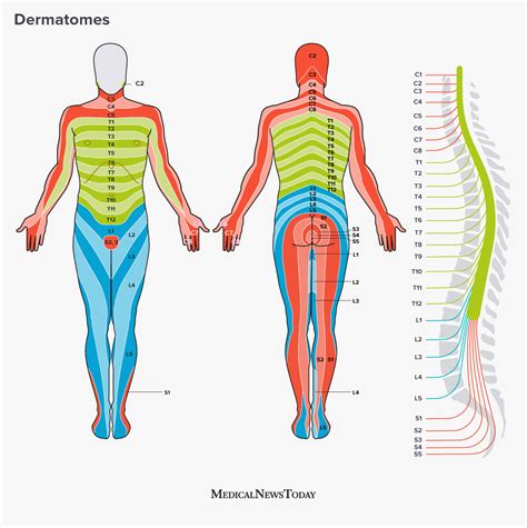 Dermatome Map Shingles Dermatome Map