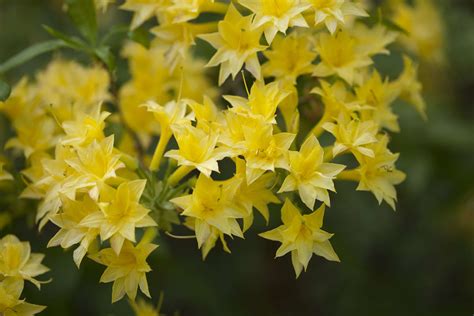 Yellow flower bush spring promotion template. 10 Best Shrubs With Yellow Flowers