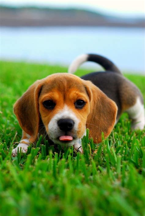 A Class Beagle Cute Beagles Beagle Puppy Dog Breeds