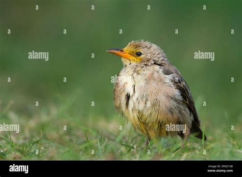 Juvenile Rose Coloured Starling Hi Res Stock Photography And Images Alamy