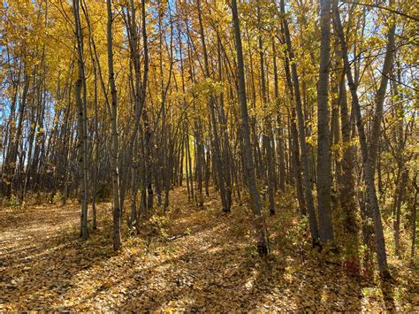 A long weekend weather forecast to be thankful for - LacombeOnline.com