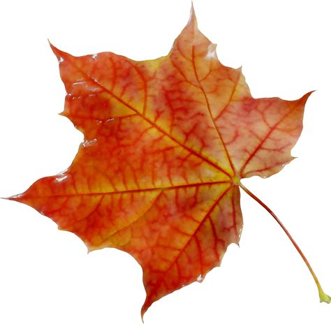 Maple leaf Orange S.A. - png download - 2711*2658 - Free Transparent png image