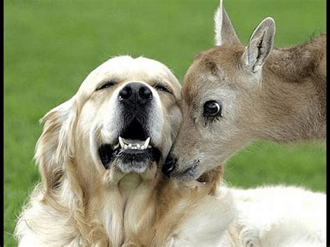 Top 10 Animals Of Different Species Helping Each Other Animals