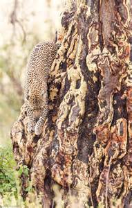 Prelena Soma Owens Photograph Shows Leopard Hiding In Serengeti Tree