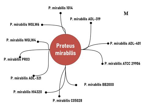 Proteus Mirabilis Infection Characteristics And Identification