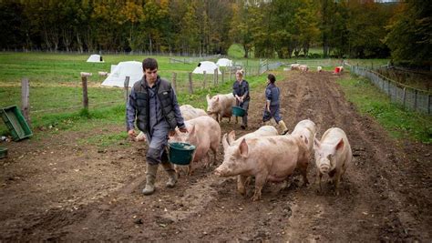Théligny Unique En France Un élevage De Porcs Bio Pour Développer La