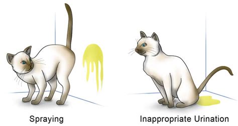 It is not usual for female cats to spray, but it can happen if she is. Do Female Cats Spray? Why You Cat Is Causing a Stink