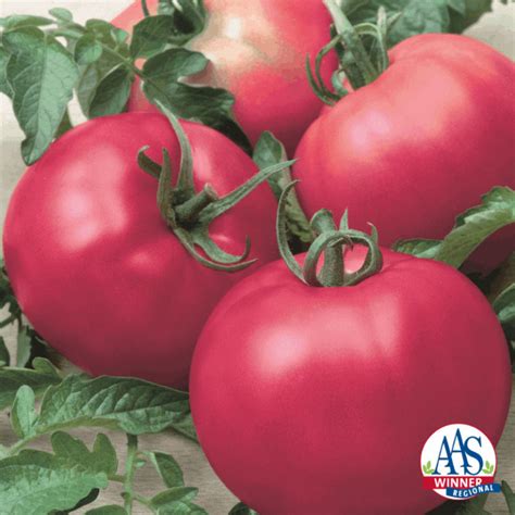 5 Best Tasting Hybrid Tomatoes To Grow Bountiful Gardener