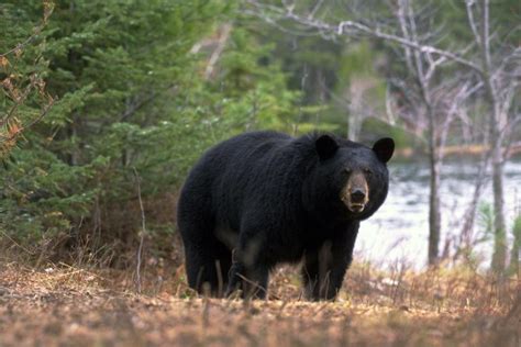 What If I Meet A Black Bear That Wants To Eat Me North American Bear