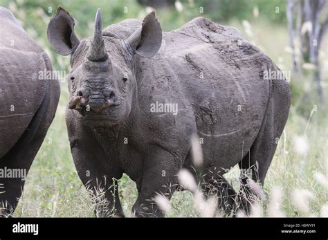 Female Black Rhino Grazing In The Kruger National Park Stock Photo Alamy