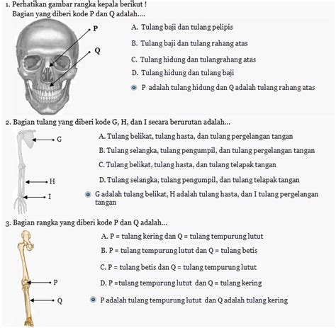 Soal Tentang Rangka Manusia Bahaskata