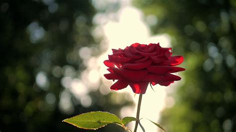 Red Rose Flower Blooming In Flower Garden Stock Footage Sbv 326611162