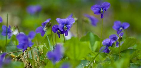 Maybe you would like to learn more about one of these? The 3 Foragers: Foraging for Wild, Natural, Organic Food ...