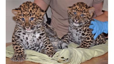 2 Endangered Amur Leopard Cubs Born At Brookfield Zoo Abc7 Chicago