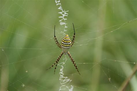 Flower Dictionary Yellow Striped Spider