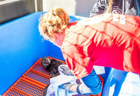 Sea Otter Pup Rescued In Kenai Homer News