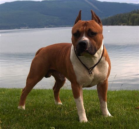 Despite the fact that it descended from fighting dogs most of. American Staffordshire Terrier - Dog Breed Standards