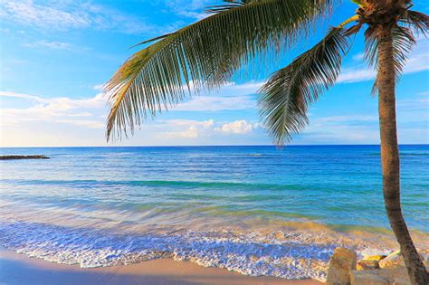 Idyllic Beach At Gold Colored Sunset Montego Bay Jamaica Caribbean Sea