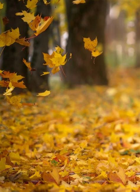 9 Amazing Autumn Landscapes 9 Csodálatos őszi Táj Autumn Landscape