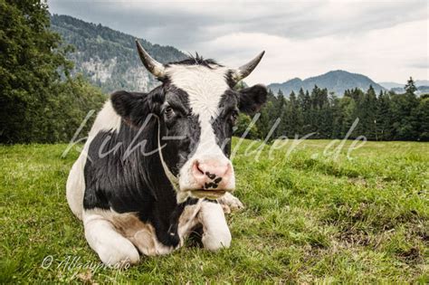 Malvorlage kuh › vertbaudet blog. Kuhbild im Detail - Schwarz-Weiß Na und?! - Kuh Bilder als ...