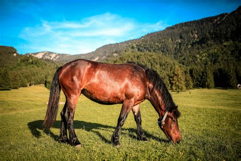Brown Horse Eating Grass · Free Stock Photo