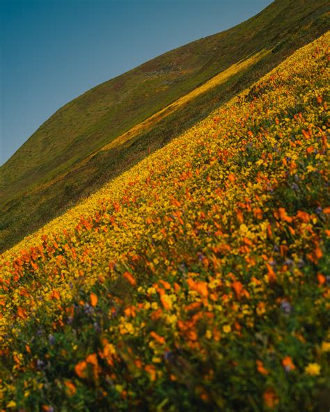 California Super Bloom Has Wildflowers Galore After Heavy Rains The
