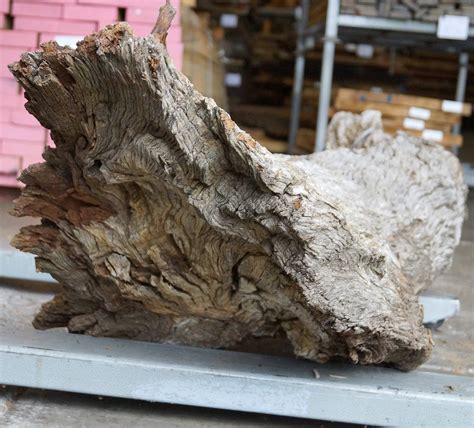 Mopane Root Wood Sculpture Cropps Edelholzshop Max Cropp E K Im