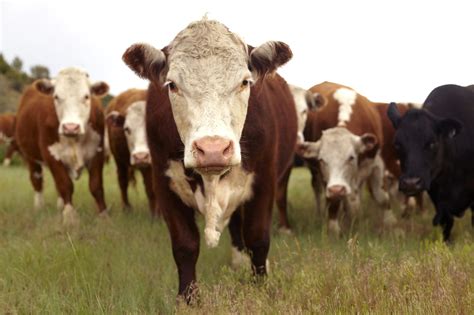 Managing External Parasites Of Beef Cattle In The Southeast Alabama