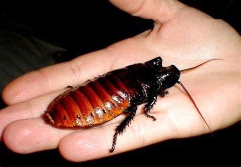 Cyborg Cockroach Provides It S Own Fuel But Will It Survive A Size 10