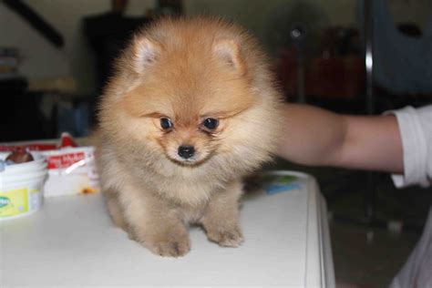 Hi!♥ today i went to get a new pomeranian puppy! LovelyPuppy: 20130625 Tiny Pomeranian Puppy With MKA Cert
