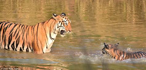 Adorable Photos Of A Tiger Bathing Her Cub