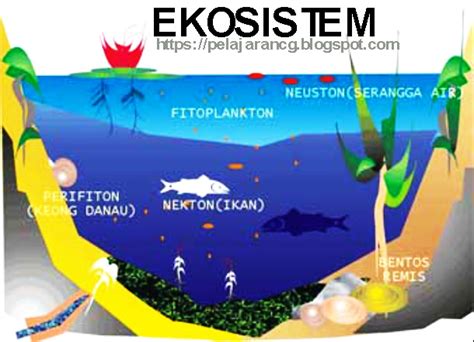 Pemahaman Ekosistem Serta Contohnya Blog Ilmu Pengetahuan