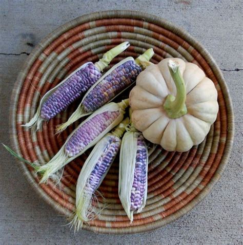 Blue Jade Sweet Corn Native American Food Food Corn