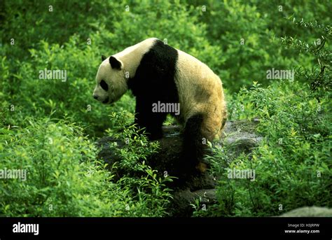 Living Fossils Stock Photos And Living Fossils Stock Images Alamy