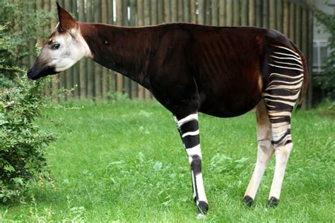 Pin By Animal Wonders On Okapi Pinterest Them Africa And Fossil