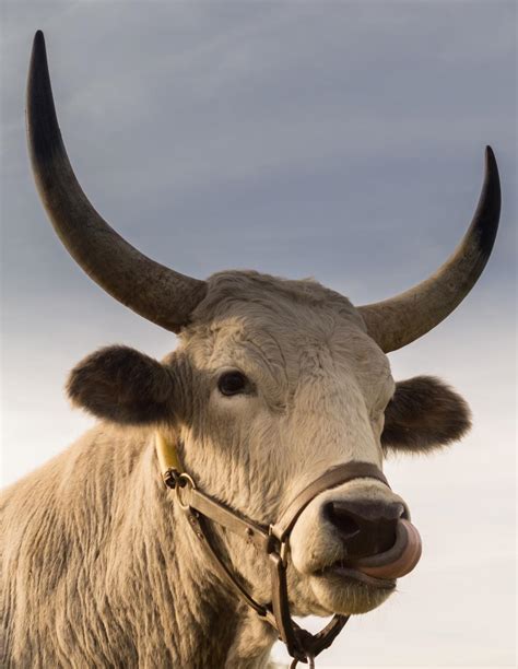 bull horns animal - WeLoveSoLo