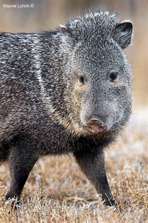 Javelina The Cactus Pig By Wayne Lynch The Canadian Nature Photographer